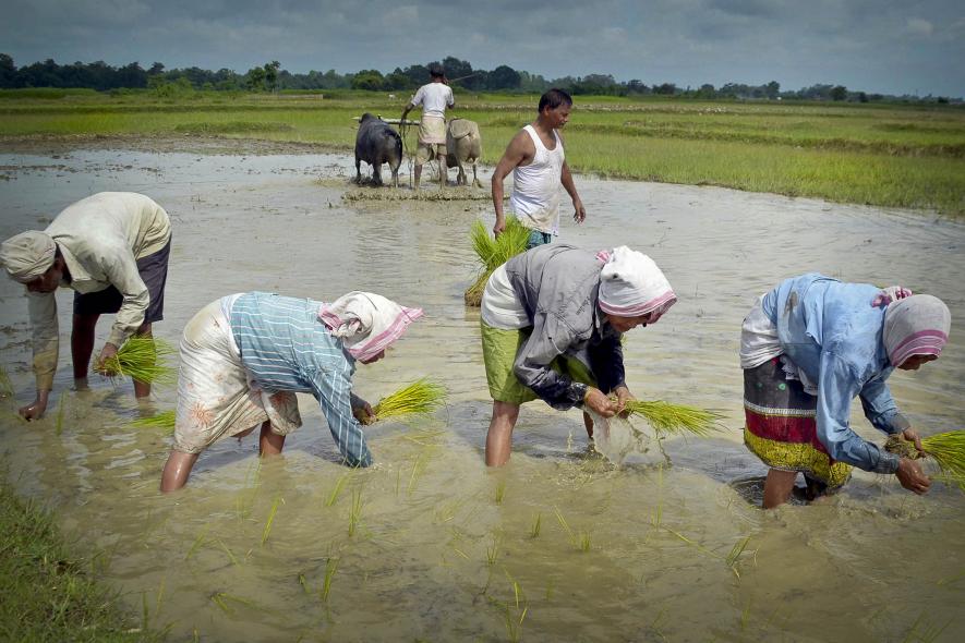 TMC Procures Paddy at Less Than Recommended MSP