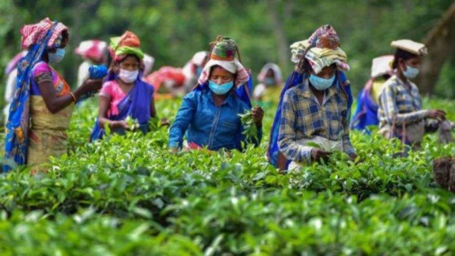 Tea Garden Workers