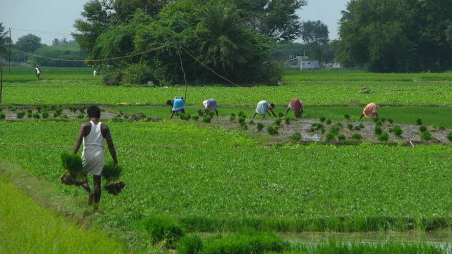 The Department of Agriculture and Farmers Welfare surrendered Rs 21005.13 crores of its annual budget in the previous financial year.