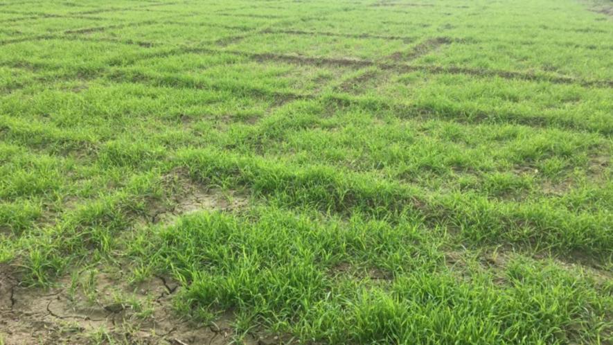 Black wheat growing in the farm (Photo sourced by Hiren Kumar Bose, 101Reporters)