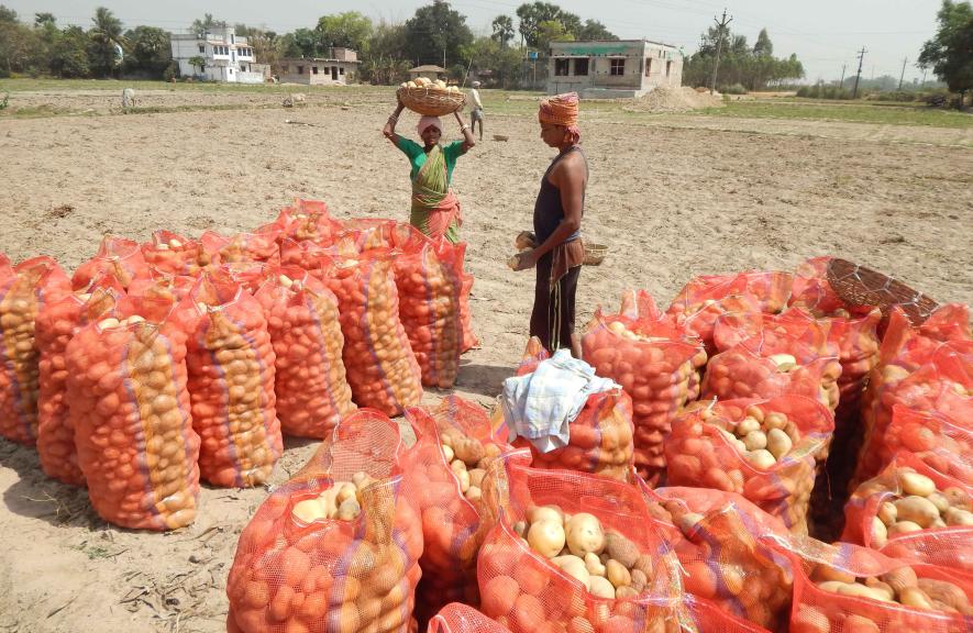 bengal farmers