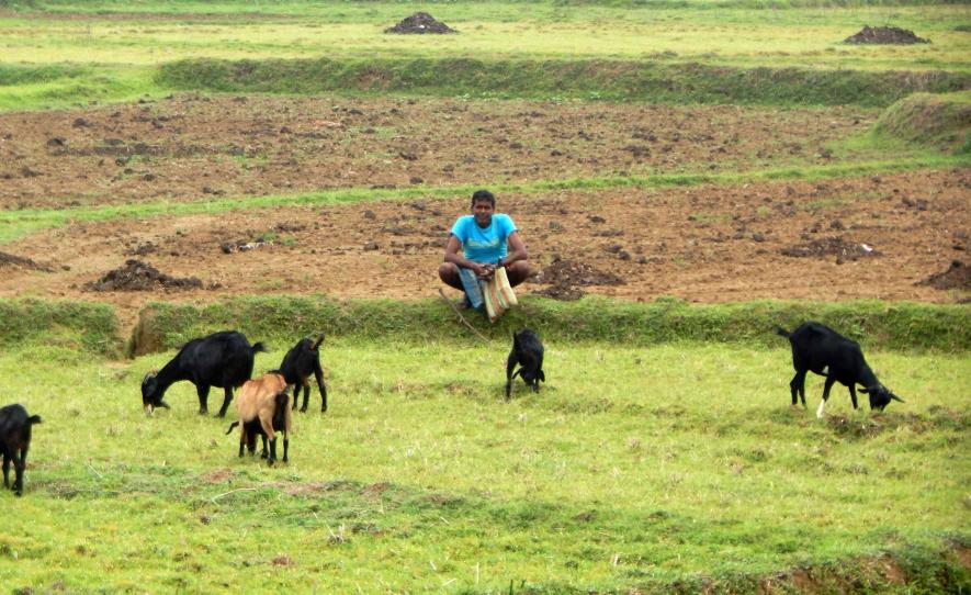  Jobless youth grazing goats at Tantkanali village.