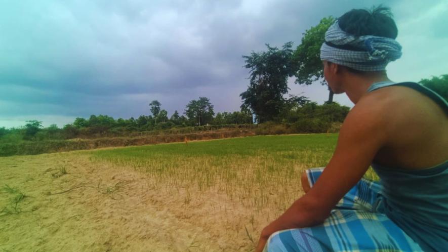 Aaman seed bed is in poor condition at Sakarkendi village of Manbazar 2 block under Purulia District.