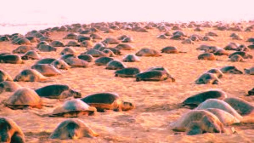 Apart from deep sea fishing, the demand for turtle meat and eggs in Odisha and Kolkata is hitting the survival of the species hard.