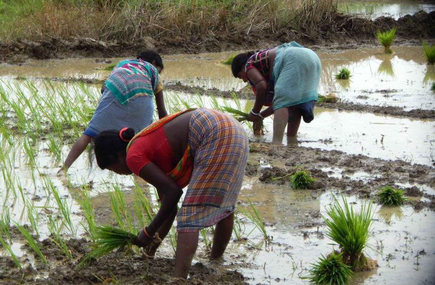 Farm labourers planting Aman paddy at Barut Bankura 1 block.