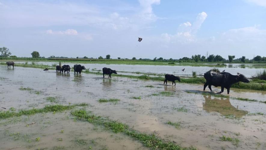 Cattle grasslands surrounded by the flooded river (Photo - Ramji Mishra, 101Reporters)