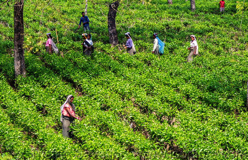 North bengal