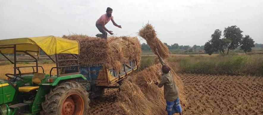 Mainul Midya and Jallul Midya, pattadars of Badulara village, Bankura, taking paddy home on a tractor after harvesting.