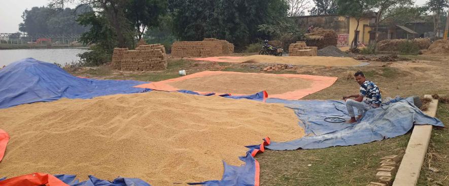Farmer Najibul Mandal waiting to send paddy to a middleman's shop.