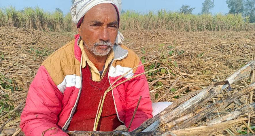 No compensation for sugarcane affected by red rot (Photo - Ramji Mishra, 101Reporters).