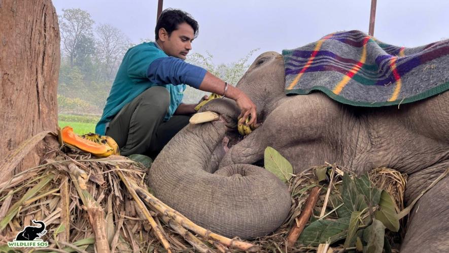 elephants