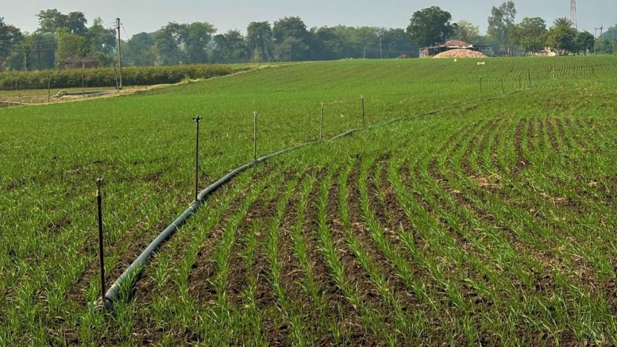 A small-scale farmer using drip irrigation in the early stages of wheat cultivation to cope with water shortages. Credit: Madiha Khanam