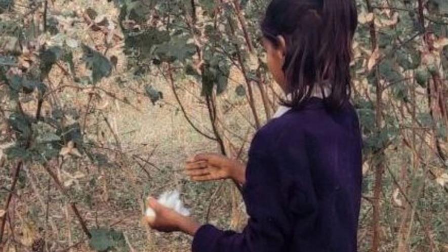 A girl plucking cotton in the fields when it's a school holiday (Photo - Laxmikanta Joshi, 101Reporters)