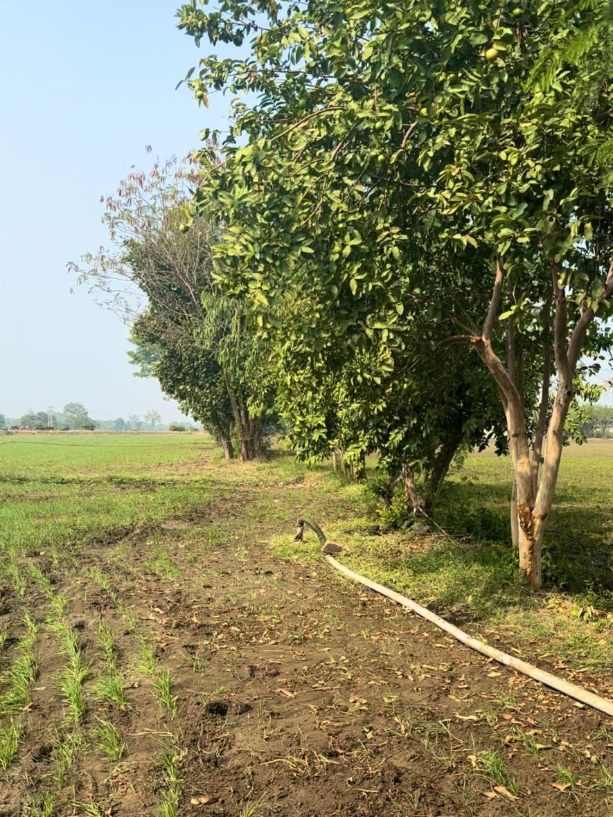 A tube well supplying irrigation to a wheat field in a village in Bhopal district, Madhya Pradesh, highlighting farmers' reliance on groundwater for cultivation. Source: Author