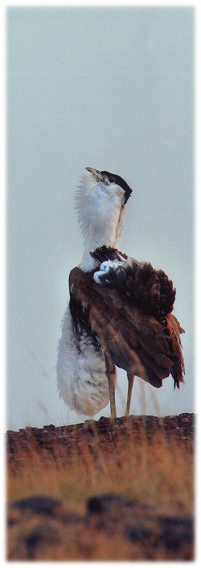 male in courtship