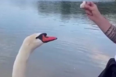 Feeding Frenzy: Hilarious Adventures of a Pet Owner