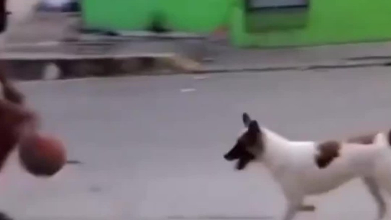 Playful Pup: Watch an Adorable Dog's Ball Fetching Adventure!