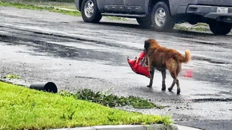 Cesur, the Heartbroken Dog, Finds Comfort and Local Fame
