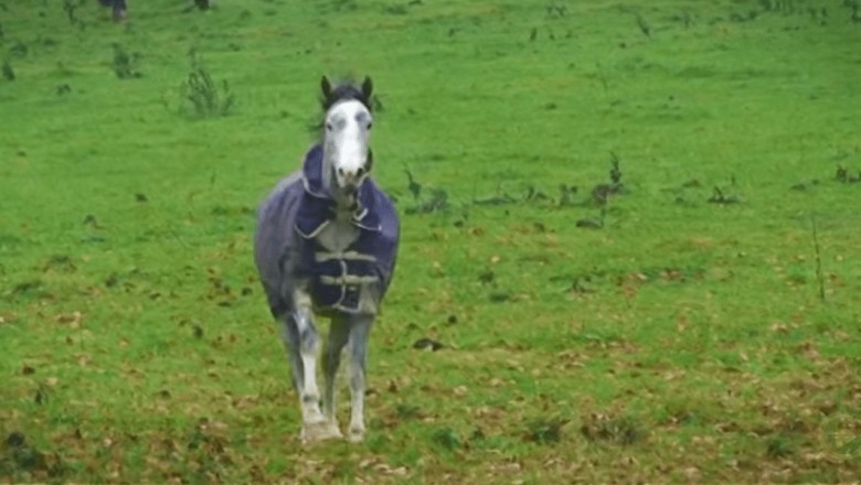 Hilarious Horse vs. Iron: A Bite to Remember!