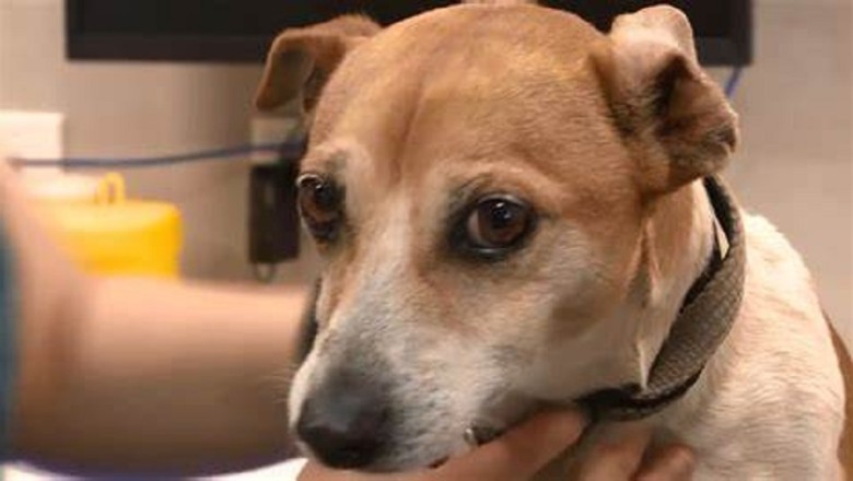 Tiny Trailblazer: Watch an Adorable Small Dog Determined to Move with its Owner