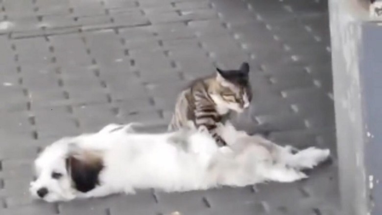 Pawsitively Hilarious: Laugh-Out-Loud Moments with Dogs and Cats!