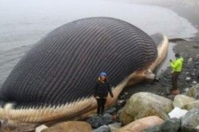 Unbelievable Discovery: Terrified Rescue Mission Uncovers Secret Machine Inside Fake Whale
