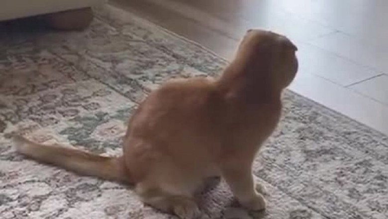 "Unforgettable Funny Moments: Cats and Dogs That Will Leave You in Stitches"