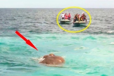 The Riveting Tale of Calling the Sheriff: A Mysterious Safe and Unveiling a Criminal