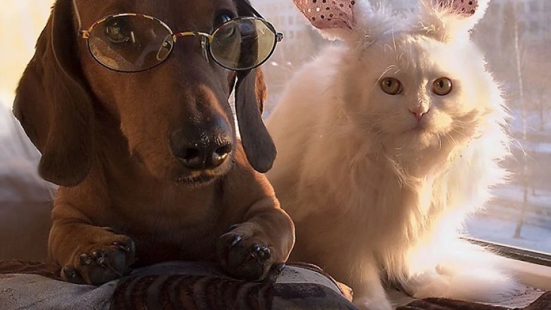 Fur-tastic Follies: Hilarious Cats and Dogs Unleash the Laughter!