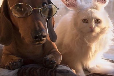 Fur-tastic Follies: Hilarious Cats and Dogs Unleash the Laughter!