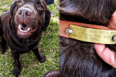Heartfelt Farewell: Stray Dog's Final Bond with Elderly Man Touches Hearts