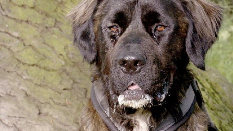 "Tails of Laughter: Cats and Dogs Unleash the Funny"