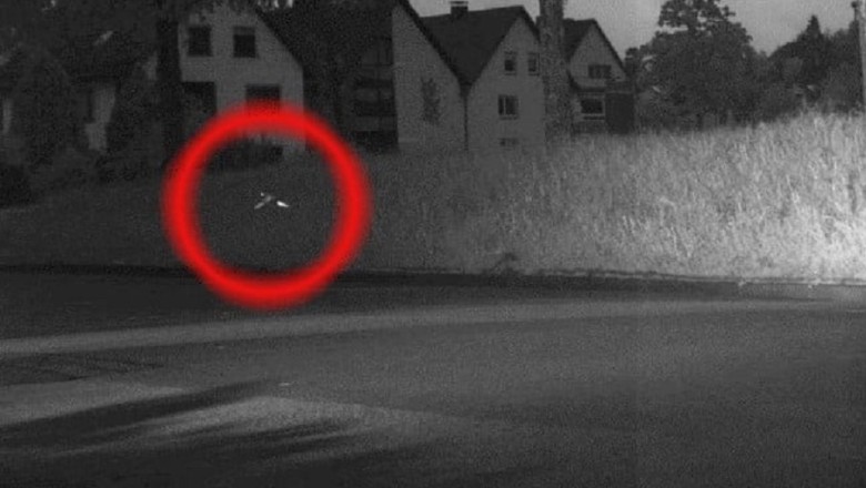 Birds Save the Day: Unconventional Heroes Caught on Speed Camera