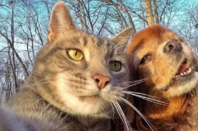 Paw-some Cat Compilation: A Delightful Blend of Cuteness and Cat-titude!