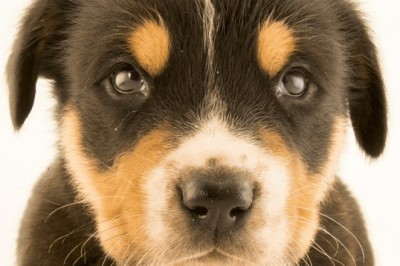 Understanding Your Dog's Vocalizations and Behaviors: Decoding Your Canine Companion's Communication