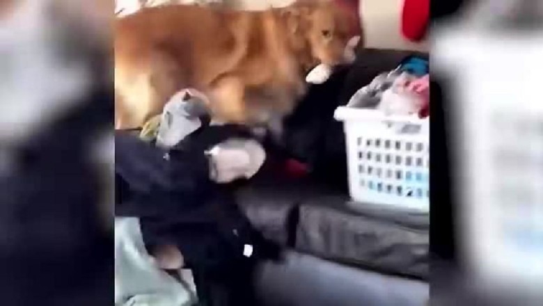 Dogs and Cats Funny: Prepare to Laugh Out Loud!