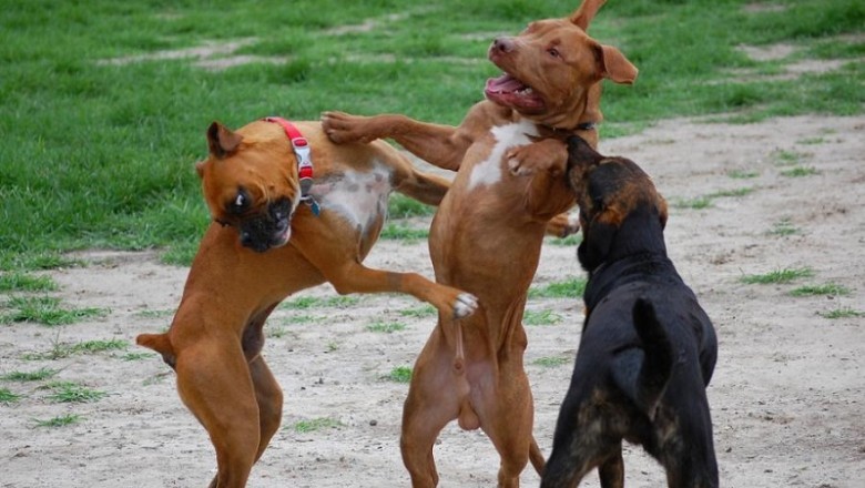 Dogs Funny: He's Trying His Hardest to Keep Up