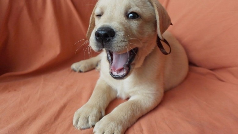 Smallest Paws, Big Hearts: The Adventures of a Small Dog