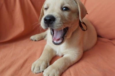 Smallest Paws, Big Hearts: The Adventures of a Small Dog