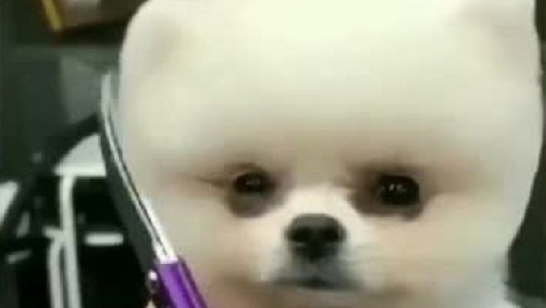 Cat Capers: A Hilarious Feline Adventure