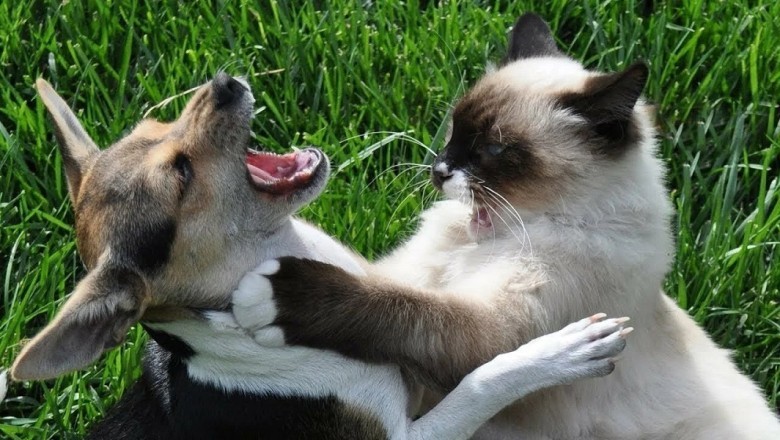 Get Ready to LOL: Hilarious Dogs and Cats Take Over the Internet in This Must-See Video!