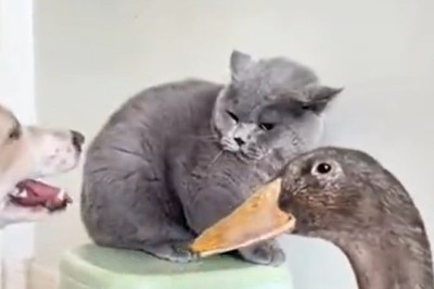 Hilarious Moments with Dogs, Cats, and Ducks: A Rib-Tickling Compilation!