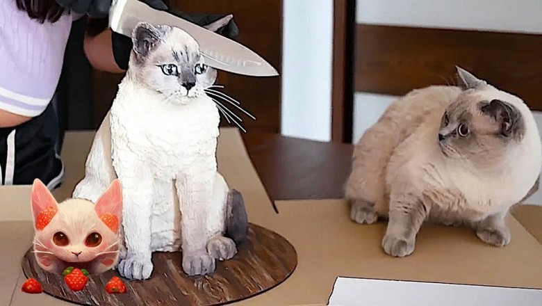 Pawsitively Hilarious: Dogs and Cats Unleash Comedy Chaos!