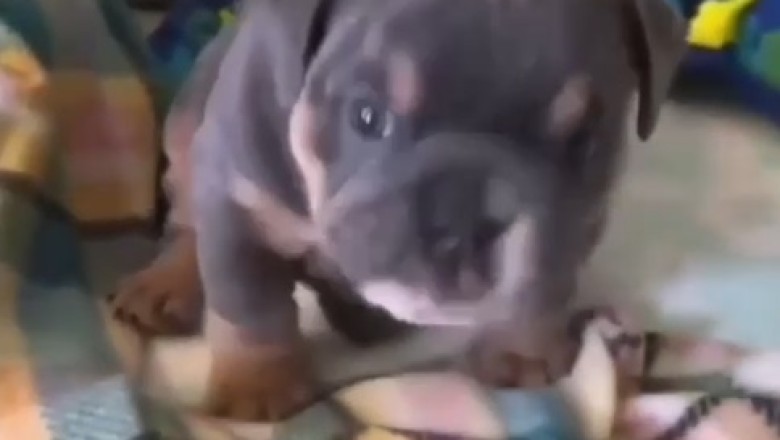 Tiny Dog vs. the World: Hilarious Attempt at Attacking Everything!