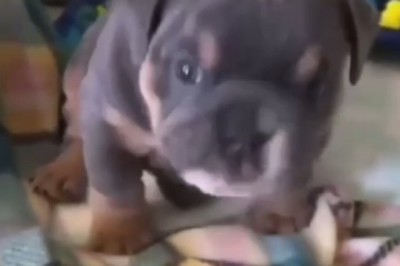 Tiny Dog vs. the World: Hilarious Attempt at Attacking Everything!