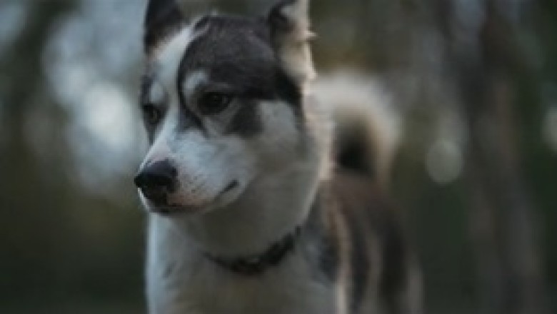 Heartwarming Video: Rescued Dog Finds Solace and Happiness Alone in the Forest!