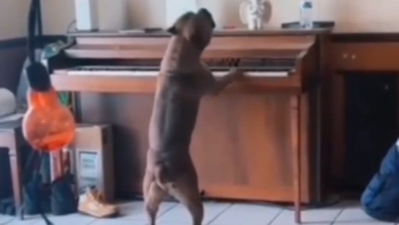Pawsitively Talented: Watch This Adorable Dog Steal the Show with Its Piano Playing Skills!