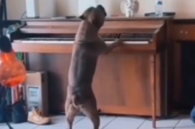 Pawsitively Talented: Watch This Adorable Dog Steal the Show with Its Piano Playing Skills!