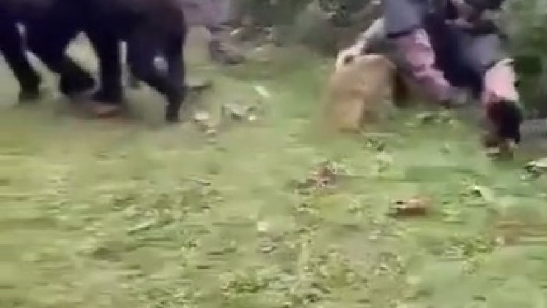 Unbelievable Encounter: Gorilla Takes a Swing at Photographer!