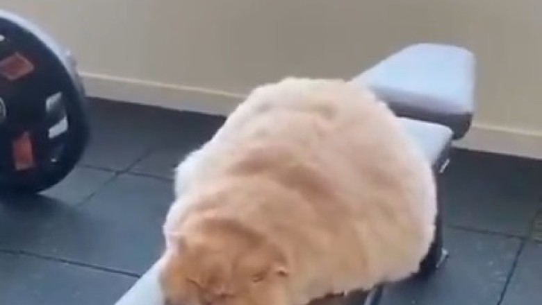 Athletic Feline Feats: Cats Defying Gravity in Sports